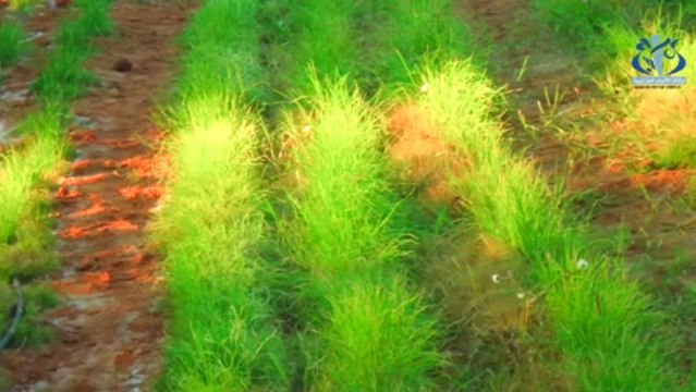 l'Agriculture dans les camps de réfugiées à Tindouf