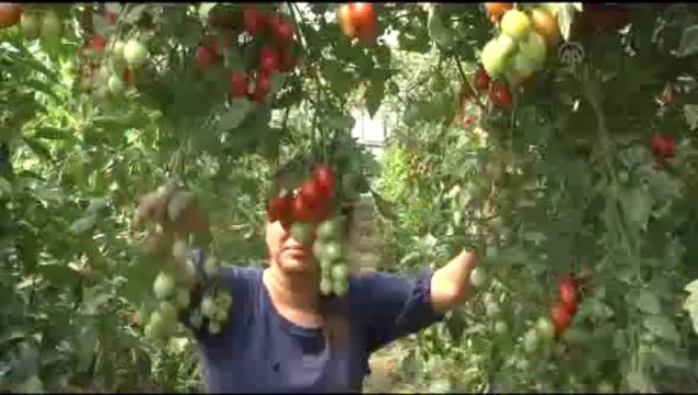 7 metre boyunda domates ağacı