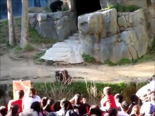Video  This Chimpanzee Fight Is No Joke  All Out Chimpanzee Brawl At Animal Kingdom! (One Goes Swinging With A Stick)