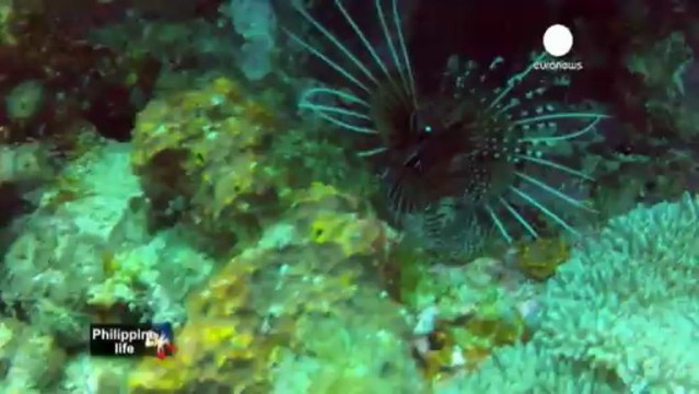 Buceando con los gigantes del océano en la Bahía...