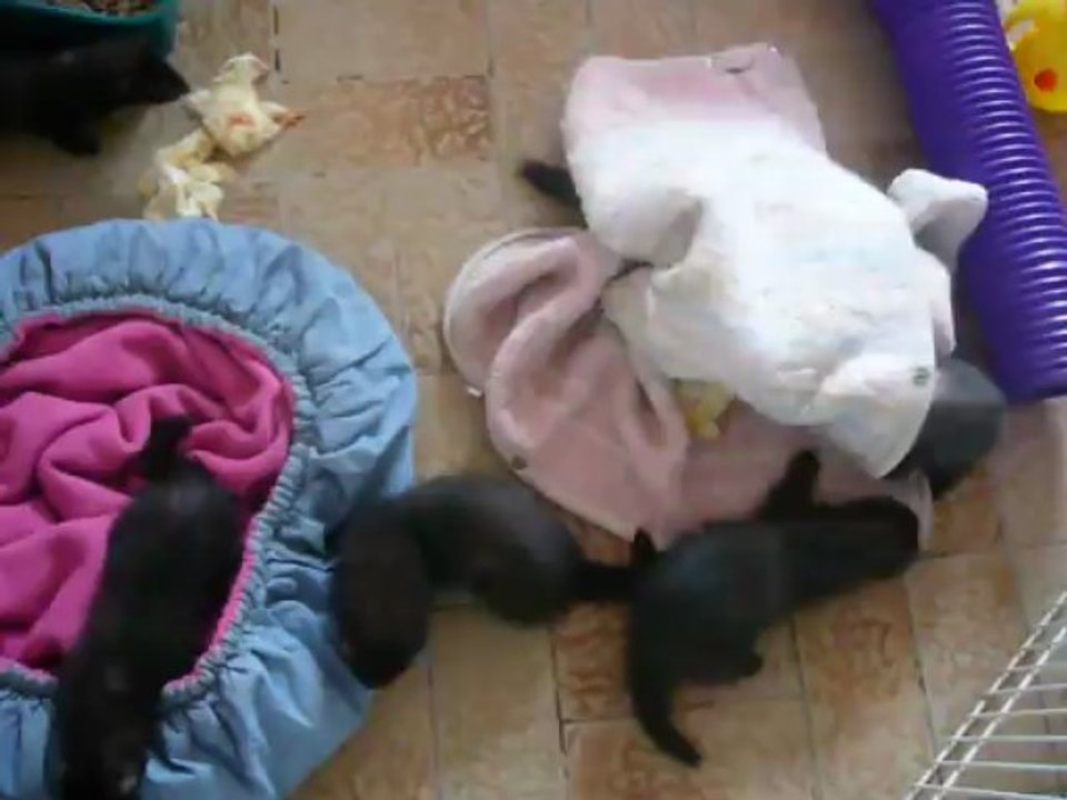 Les petits d Inaya et Kenjy 2013