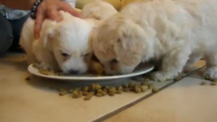 premier vrai repas des bébés de wendy.