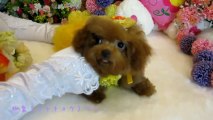 987-130511-Pocket poodle Teacup poodle Toy poodle teacup poodle teacup poodle