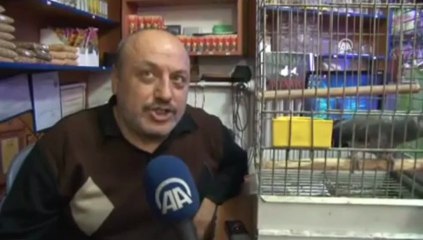 Psikopat.Net Kedi Gibi Miyavlayan Papağan Videosu