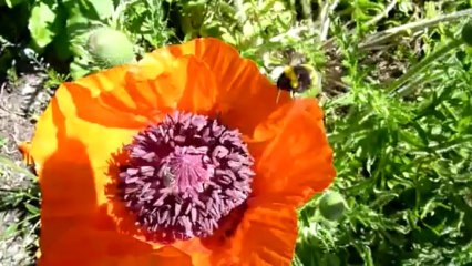 LA DANSE DES BOURDONS