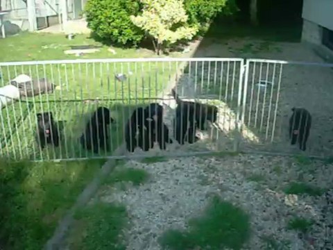 5 juin 2013 (6 semaines) : les oreilles commencent à se décoller