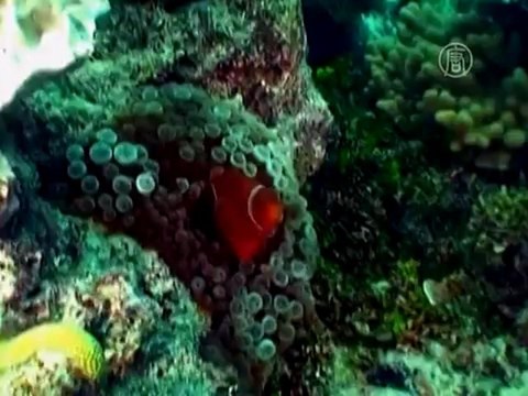 Побывать на Барьерном рифе, не выходя из дома