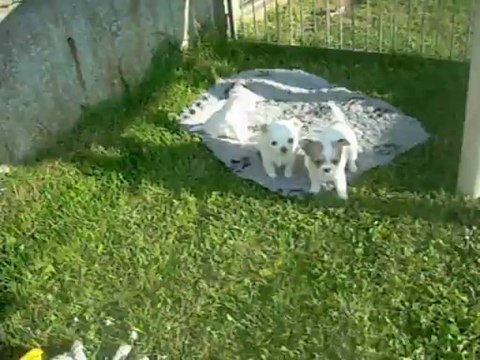 5 juin 2013 : 6 semaines