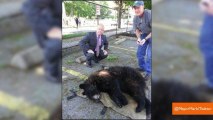 Mayor Hilariously Live Tweets Rescue of Bear from Tree