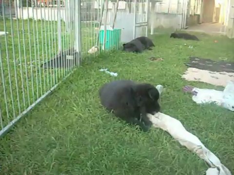 5 juin 2013 (2) : 6 semaines (femelles marron et bleue)