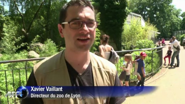 Un couple de pandas roux formé au zoo de Lyon