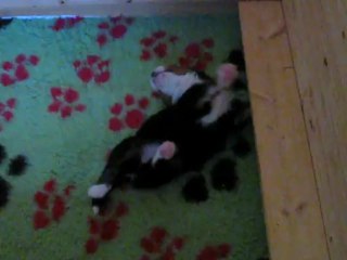 Dur dur d'être un bébé Boubou !