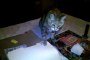 Flapcat : le chat qui tappe un feuille!