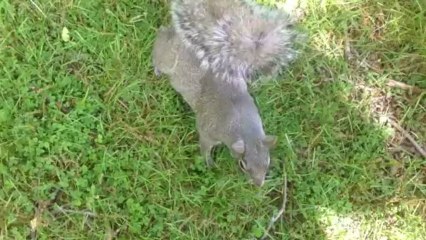 écureuil Canada terrebonne