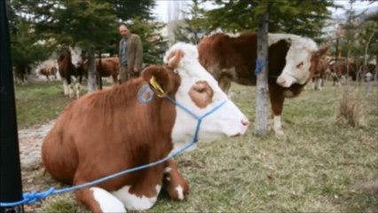 kayalar danışmanlık