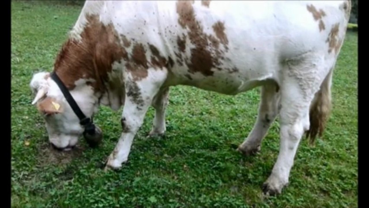 doğal inek