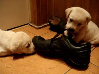 Labrador Retriever Puppy