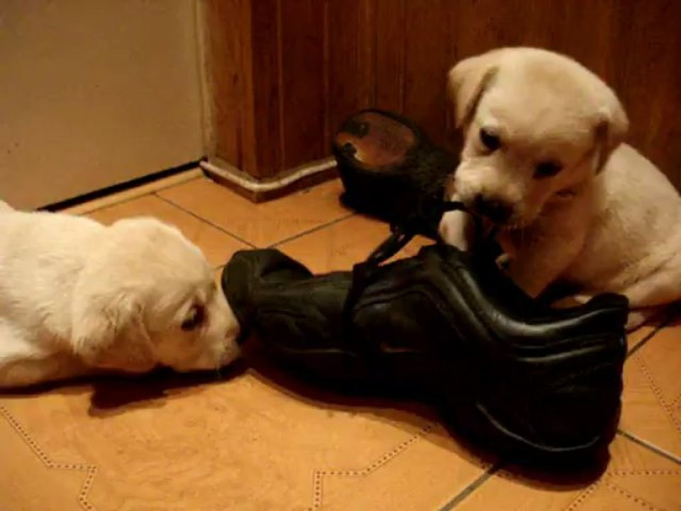 Labrador Retriever Puppy