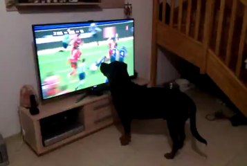 Chien fan de rugby