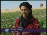 Algérie, 35% de la pomme de terre est cultivée dans la wilaya El Oued