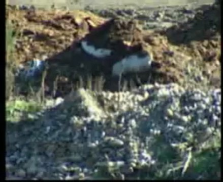 utilisation des margines et des grignons d'olives sur les terres agricoles