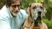 Lehren Bulletin Amitabh Bachchans Pet Dog Dies And More Hot News
