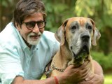 Lehren Bulletin Amitabh Bachchans Pet Dog Dies And More Hot News