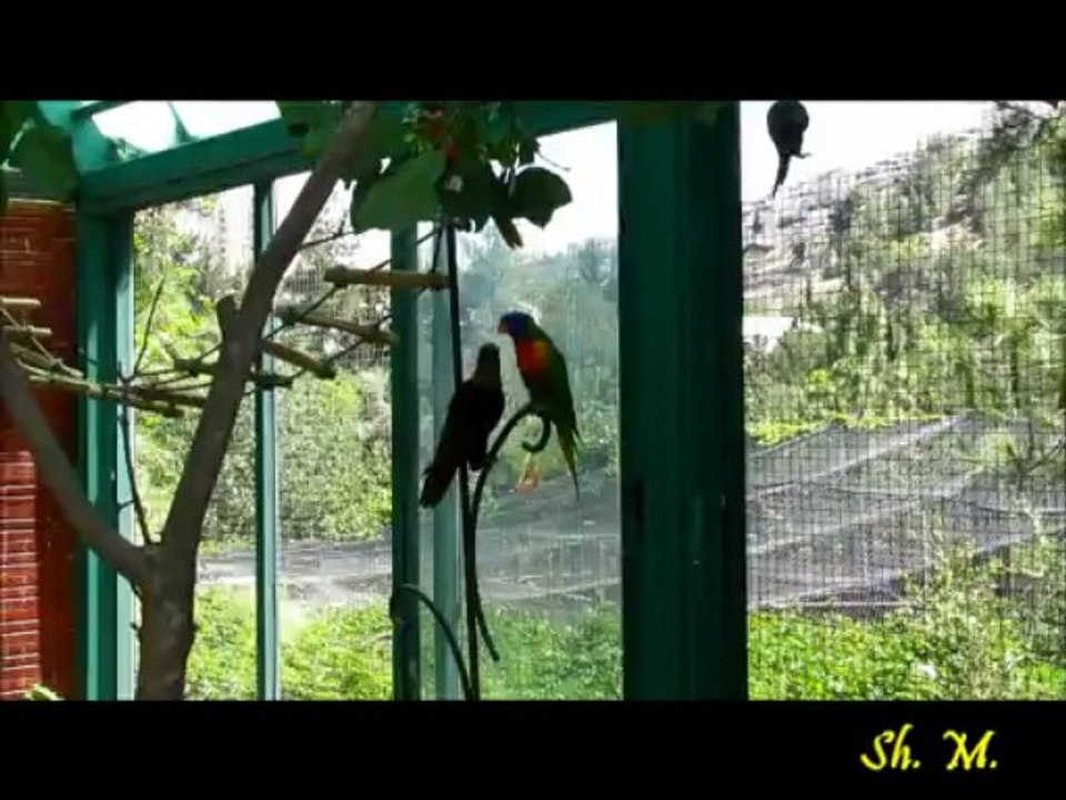 Parrots