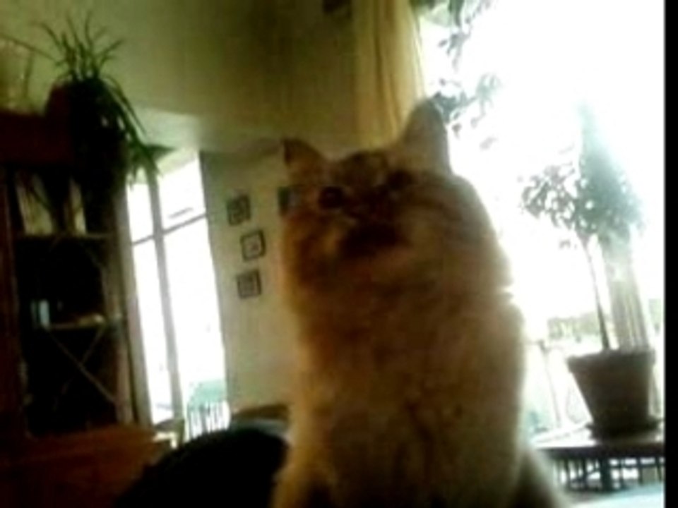 chat savant