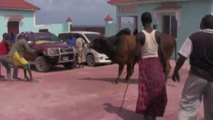 İNATÇI BOĞA SOMALİ M. MUSTAFA YILDIZ