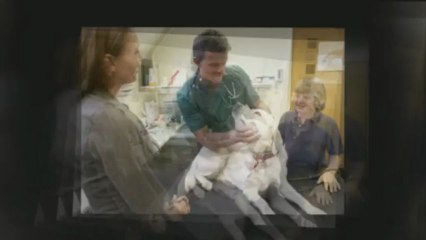 Vancouver Animal Emergency: Call Now (604) 670-0267 For Assistance Quickly