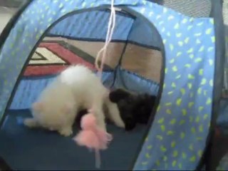 Playful Kittens