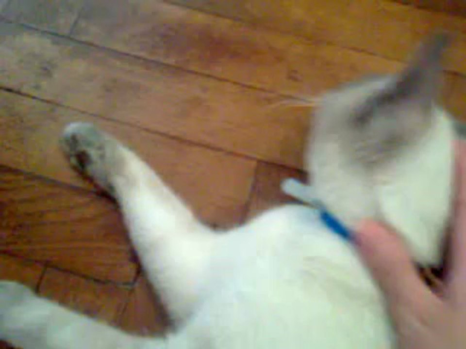 Mi gato y yo