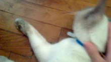 Mi gato y yo