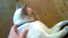 Mi gato y yo -2