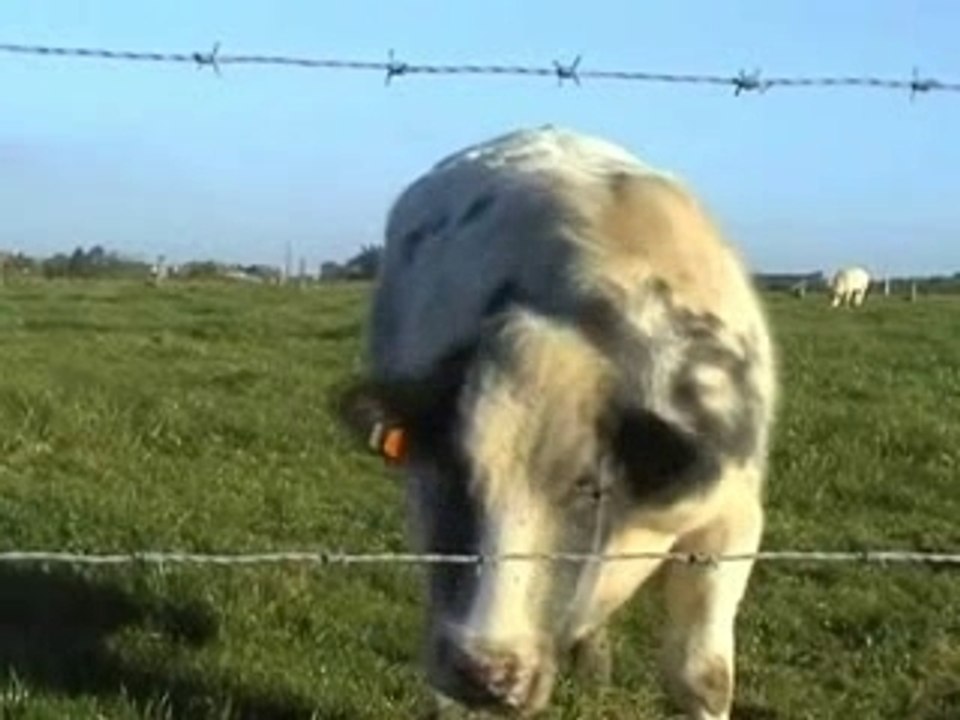 vache qui saute