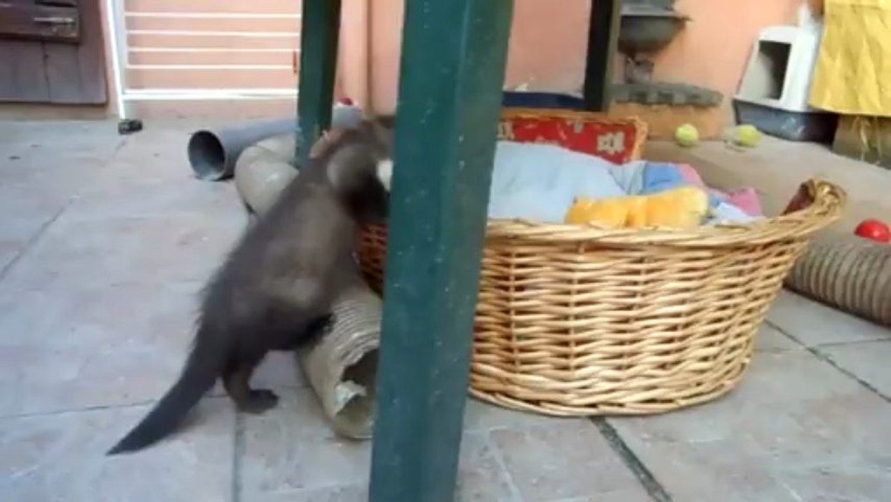 "Bidule"  la fouine joue dans le patio