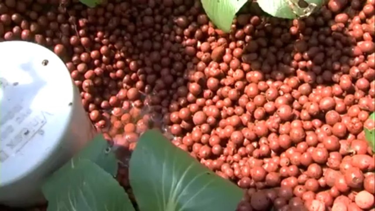 Aquaponics 1 of 2