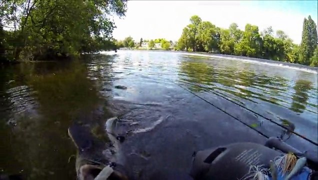 silures aux leurres dans le bouillon