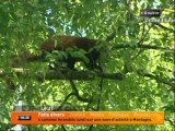 Le Zoo de Lyon accueille un couple de pandas roux