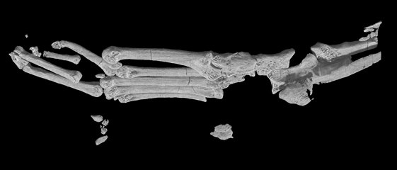 Reconstitution 3D du pied gauche d'Archicebus achilles