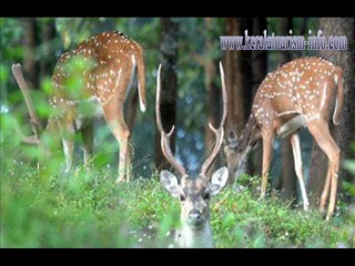 Great And Amazing Kerala Wildlife Tour Packages