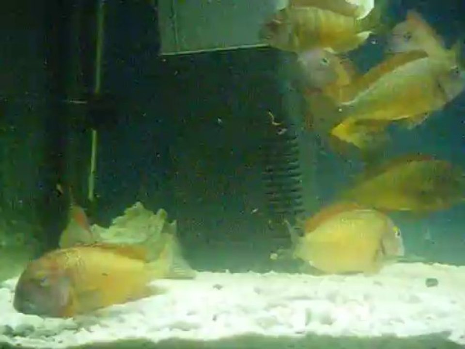 DSCF8034