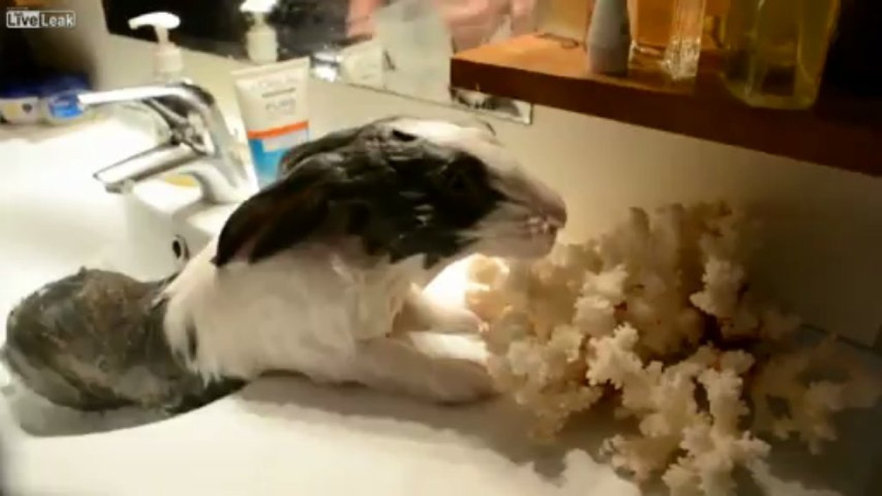 Bunny takes a shower