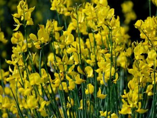 HAUT LANGUEDOC ROQUEBRUN VIEUSSAN TARASSAC HERAULT