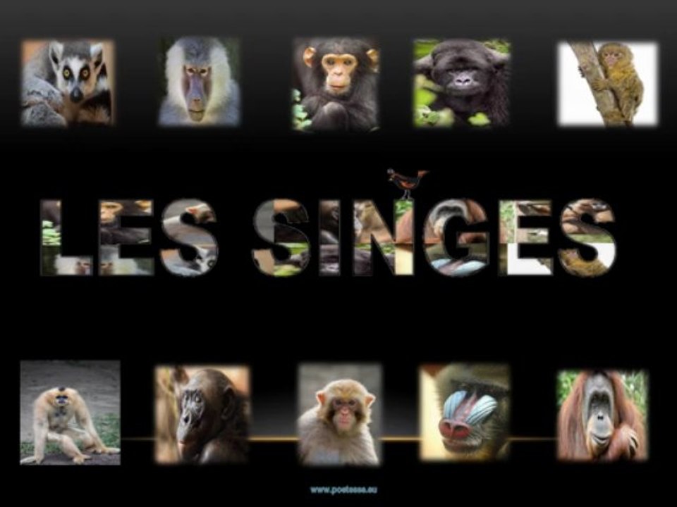LES SINGES (ACCROCHE)