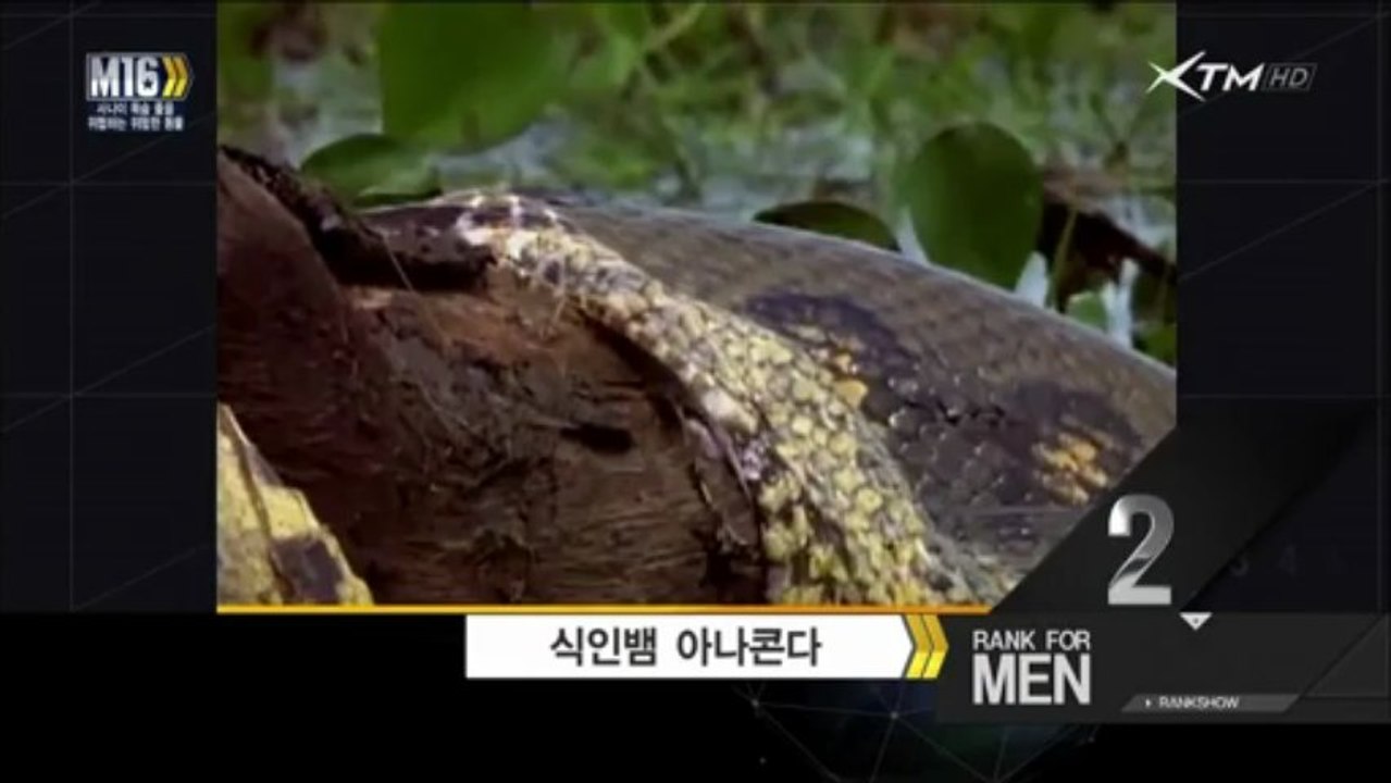 [mix][XTM] 남자공감랭크쇼 M16.130510.사나이 목숨 줄을 위협하는 위험한 동물.HDTV.H264.720p-HEAD