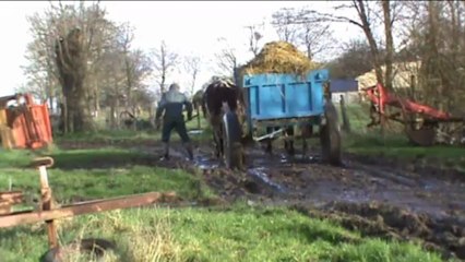 Transport du fumier avec deux boeufs en Seine Maritime 2012.
