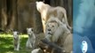 Filhotes de leões brancos são apresentados em zoo da Holanda