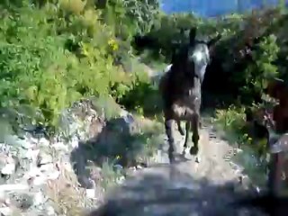 Dioux et Pépère en plein exercice